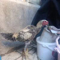 جوجه لاری اصیل