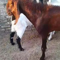 ...کوت عبدلله
