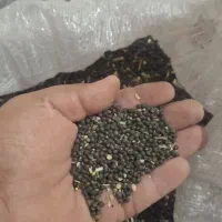 ماش سیاه ارگانیک و خوش پخت