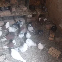 کفتر پرشی نیاز به تعریف نداره|پرنده|رباطکریم, شترخوار|دیوار