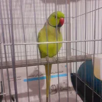 طوطی ملنگو سخنگو رام با قفس تمام لوازم