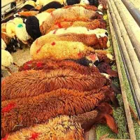 گوسفند زنده حرآاج واقعی فقط تاآخر هفته+قصاب+خونی