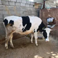 فروش ماده گاو هولوشتان ۱۵ماهه باردار|حیوانات مزرعه|اردل, |دیوار