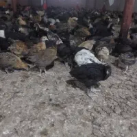 جوجه مرغ و خروس محلی پاسیاه