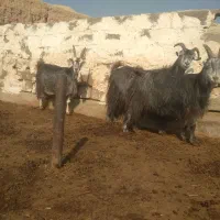 ۳ راس بز آبستن سنگین کبود|حیوانات مزرعه|پیشوا, |دیوار