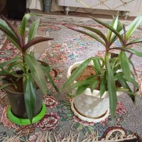 گل موسی گهواره