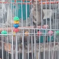 جوجه قناری ریزی خون