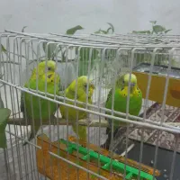 مرغ عشق