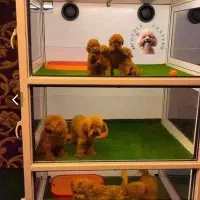 توی پودل اصیل از مولدین وارداتی