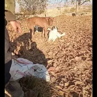 واگذاری سگ سرابی گمشده