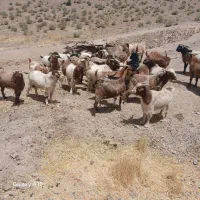 نری|حیوانات مزرعه|کوهبنان, |دیوار