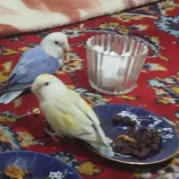 جفت طوطی برزیلی وایت فیس