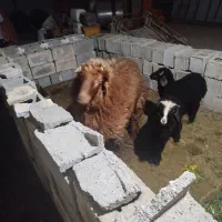 بره نر کوه در آبپخش