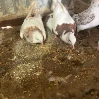 طوقی|پرنده|کاشان, لتحر|دیوار