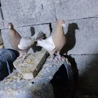 کفتر سینه زرد پرتقالی|پرنده|کازرون, |دیوار