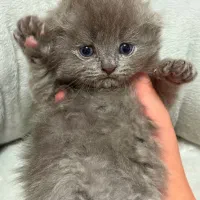 پیشی های ناز|گربه|رشت, شهرک قدس|دیوار