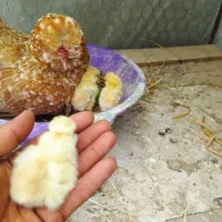 تخم مرغ نطفه دار پاکوتاه