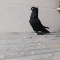 نرماده زاغودوتا تهرانی|پرنده|بیرانوند, |دیوار