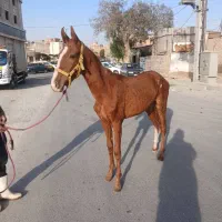 اسب نریان|اسب و تجهیزات اسب‌سواری|اسلام‌شهر, شهرک قائمیه|دیوار