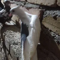 کفتر یکت شوسیا