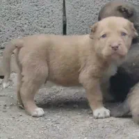 واگذاری آلابای سنگین وزن نگهبان و گله فی سه|سگ|رشت, ترمینال|دیوار