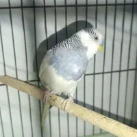 مرغ عشق|پرنده|فسا, |دیوار