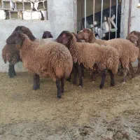 بره ماده هترو|حیوانات مزرعه|بجنورد, |دیوار