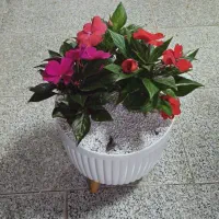 تخفیف ۲۰درصدی گل و گیاه در دهگلان