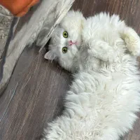 گربه پرشین کلاسیک|گربه|میانه, |دیوار