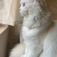 بچه گربه پرشین دال فیس|گربه|محمدشهر, شهرک پیام (مهرالبرز)|دیوار