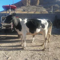 گاو|حیوانات مزرعه|گلپایگان, |دیوار