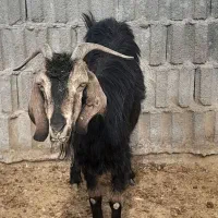 بز وکولار جوان|حیوانات مزرعه|مرودشت, ده بید|دیوار