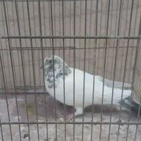 چند جفت پرشی