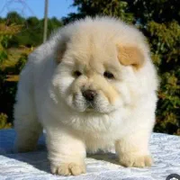 فروش فوری چاوچاو ماده 3 ماهه|سگ|رشت, سعدی (تختی)|دیوار