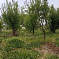 باغچه-2000متری