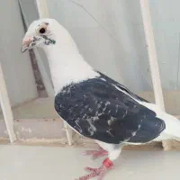 پرنده کبوتر