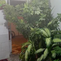 گل طبیعی مخصوص سفره خانه و باغ|گل و گیاه طبیعی|شیراز, شهرک ولیعصر|دیوار