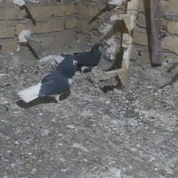 یک جفت شهری ب شرط پرش و تخم جوجه