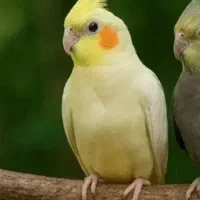 عروس هلندی نر