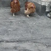 خروس فری جوان|حیوانات مزرعه|مشهد, کشف|دیوار