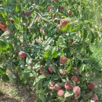 باغ ویلا خانه