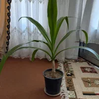 گل اشک ملکه