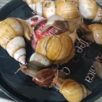 حلزون البینو