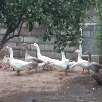 غاز محلی درشت و ارگانیک