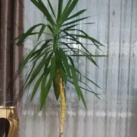 گل طبیعی|گل و گیاه طبیعی|نیشابور, امام خمینی|دیوار