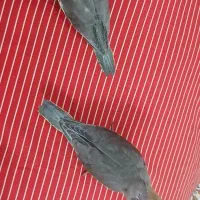 عروس هلندی به شرط سالمی|پرنده|قم, بلوار امین و ساحلی|دیوار