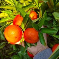 فروش،نارنگی بیج