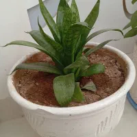 گل طبیعی|گل و گیاه طبیعی|ایلام, |دیوار