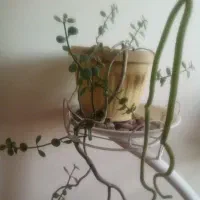 گلدان طبیعی|گل و گیاه طبیعی|خسروشاه, |دیوار