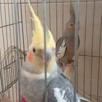 عروس هلندی نر و ماده